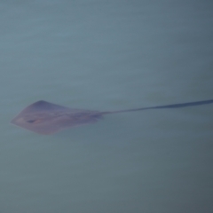 Pastinachus ater at Cleveland, QLD - 10 Jun 2023 11:08 AM