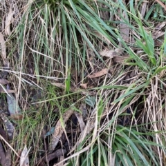 Nassella neesiana (Chilean Needlegrass) at Hackett, ACT - 10 Jun 2023 by waltraud