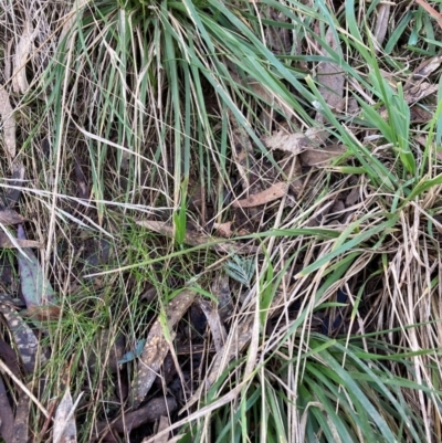 Nassella neesiana (Chilean Needlegrass) at Hackett, ACT - 10 Jun 2023 by waltraud