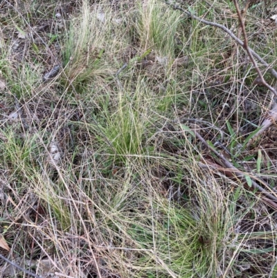 Nassella trichotoma (Serrated Tussock) at Watson, ACT - 11 Jun 2023 by waltraud