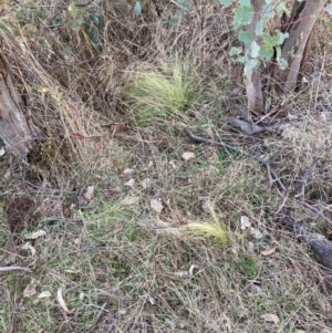 Nassella trichotoma at Watson, ACT - 11 Jun 2023