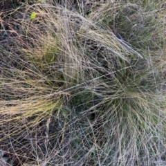 Nassella trichotoma at Watson, ACT - 11 Jun 2023