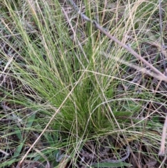 Nassella trichotoma at Watson, ACT - 11 Jun 2023