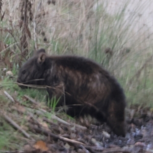 Vombatus ursinus at Bruarong, VIC - 11 Jun 2023