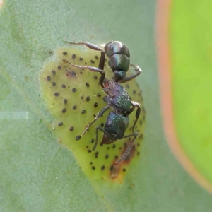 Rhytidoponera metallica at Turner, ACT - 6 Apr 2023 09:25 AM