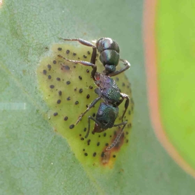 Rhytidoponera metallica (Greenhead ant) at Sullivans Creek, Turner - 5 Apr 2023 by ConBoekel