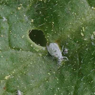 Unidentified Psyllid, lerp, aphid or whitefly (Hemiptera, several families) at Turner, ACT - 6 Apr 2023 by ConBoekel
