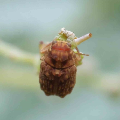 Cadmus sp. (genus) (Unidentified Cadmus leaf beetle) at Sullivans Creek, Turner - 5 Apr 2023 by ConBoekel