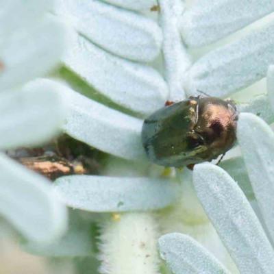 Ditropidus sp. (genus) (Leaf beetle) at Turner, ACT - 5 Apr 2023 by ConBoekel