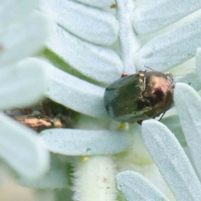 Ditropidus sp. (genus) (Leaf beetle) at Sullivans Creek, Turner - 5 Apr 2023 by ConBoekel