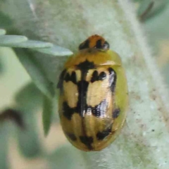 Peltoschema hamadryas (Hamadryas leaf beetle) at Turner, ACT - 6 Apr 2023 by ConBoekel