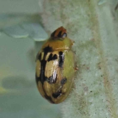 Peltoschema hamadryas at Turner, ACT - 6 Apr 2023 09:34 AM