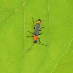 Chauliognathus tricolor (Tricolor soldier beetle) at Sullivans Creek, Turner - 5 Apr 2023 by ConBoekel