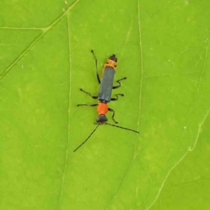 Chauliognathus tricolor at Turner, ACT - 6 Apr 2023 09:12 AM