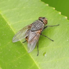 Calliphora stygia (Brown blowfly or Brown bomber) at Turner, ACT - 6 Apr 2023 by ConBoekel