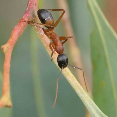 Camponotus consobrinus (Banded sugar ant) at Sullivans Creek, Turner - 6 Apr 2023 by ConBoekel