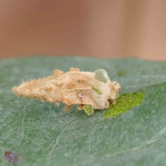 Hyalarcta nigrescens (Ribbed Case Moth) at Turner, ACT - 6 Apr 2023 by ConBoekel