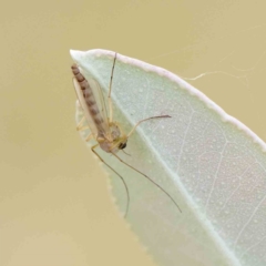 Chironomidae (family) (Non-biting Midge) at Sullivans Creek, Turner - 6 Apr 2023 by ConBoekel