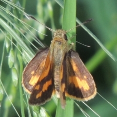 Ocybadistes walkeri (Green Grass-dart) at Conder, ACT - 3 Dec 2022 by michaelb