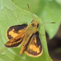 Ocybadistes walkeri (Green Grass-dart) at Pollinator-friendly garden Conder - 5 Nov 2018 by michaelb