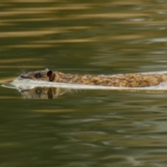 Hydromys chrysogaster (Rakali or Water Rat) at Giralang, ACT - 12 Jun 2023 by Thurstan