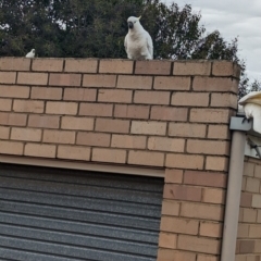 Cacatua galerita (Sulphur-crested Cockatoo) at Albury - 5 Jun 2023 by Darcy