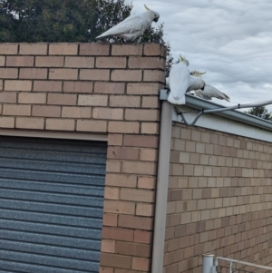 Cacatua galerita at North Albury, NSW - 5 Jun 2023