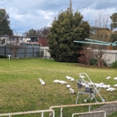 Cacatua galerita (Sulphur-crested Cockatoo) at Albury - 5 Jun 2023 by Darcy