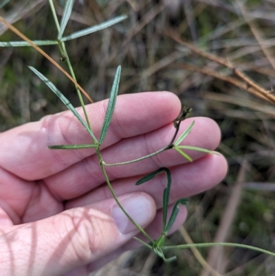 Glycine clandestina (Twining Glycine) at Norris Hill - 11 Jun 2023 by Darcy