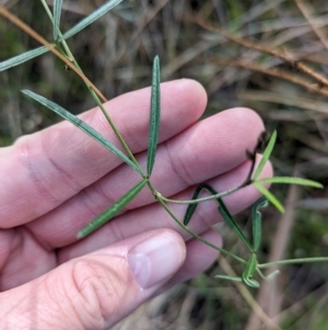 Glycine clandestina at Glenroy, NSW - 11 Jun 2023 11:48 AM