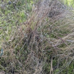 Glycine clandestina at Glenroy, NSW - 11 Jun 2023 11:48 AM
