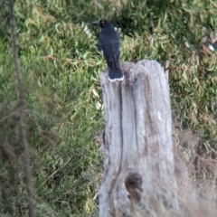 Strepera graculina (Pied Currawong) at Albury - 11 Jun 2023 by Darcy