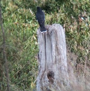 Strepera graculina at Glenroy, NSW - 11 Jun 2023