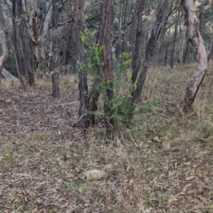 Persoonia rigida (Hairy Geebung) at Albury - 11 Jun 2023 by Darcy