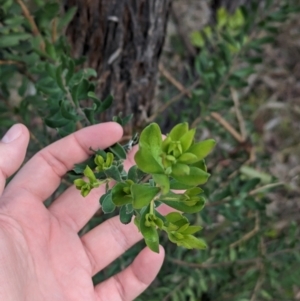 Persoonia rigida at Glenroy, NSW - 11 Jun 2023 12:19 PM