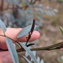 Indigofera australis subsp. australis (Australian Indigo) at Albury - 11 Jun 2023 by Darcy