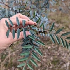 Indigofera australis subsp. australis at Glenroy, NSW - 11 Jun 2023