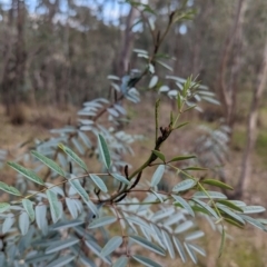 Indigofera australis subsp. australis at Glenroy, NSW - 11 Jun 2023