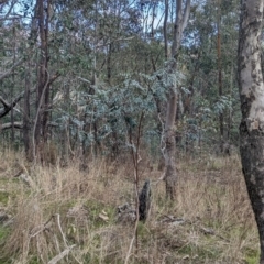 Indigofera australis subsp. australis at Glenroy, NSW - 11 Jun 2023 12:20 PM