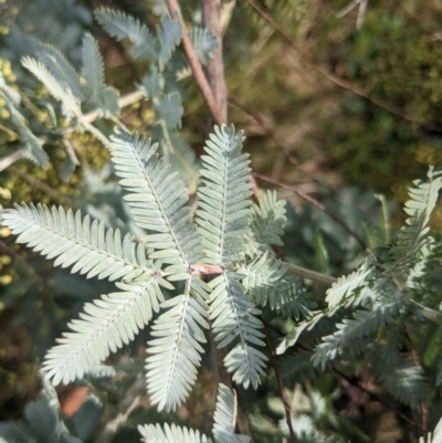 Acacia baileyana (Cootamundra Wattle, Golden Mimosa) at Watson, ACT - 12 Jun 2023 by WalterEgo