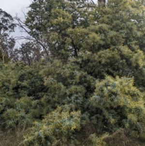 Acacia baileyana at Watson, ACT - 12 Jun 2023 11:56 AM