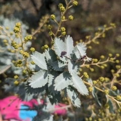 Acacia baileyana (Cootamundra Wattle, Golden Mimosa) at Mount Majura - 12 Jun 2023 by WalterEgo