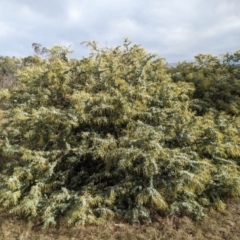 Acacia baileyana at Watson, ACT - 12 Jun 2023 11:49 AM