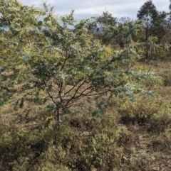 Acacia baileyana at Watson, ACT - 12 Jun 2023 11:49 AM