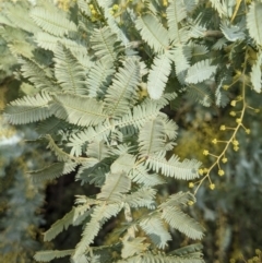 Acacia baileyana at Watson, ACT - 12 Jun 2023