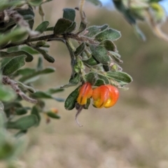 Grevillea alpina (Mountain Grevillea / Cat's Claws Grevillea) at Nail Can Hill - 11 Jun 2023 by Darcy