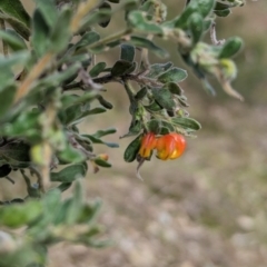 Grevillea alpina at Glenroy, NSW - 11 Jun 2023