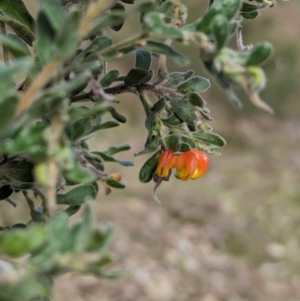 Grevillea alpina at Glenroy, NSW - 11 Jun 2023