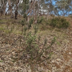 Grevillea alpina at Glenroy, NSW - 11 Jun 2023 12:23 PM
