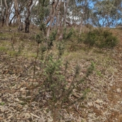 Grevillea alpina at Glenroy, NSW - 11 Jun 2023